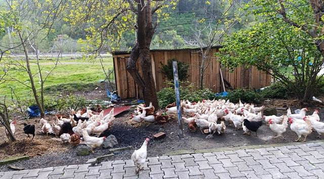 SATILIK YUMURTADA TAVUKLAR, KILAVUZDA FERİKLER