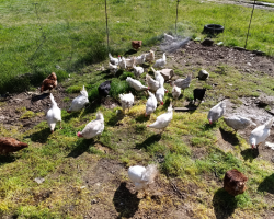 SATILIK TAVUKLAR, FERİKLER, HOROZLAR