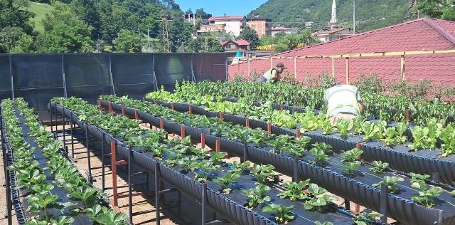 Borçka Belediyesinden Örnek Tarımsal Bahçe