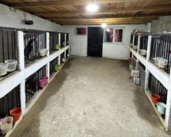 Yusufeli’nde horoz dövüştürenlere 500 bin lira ceza