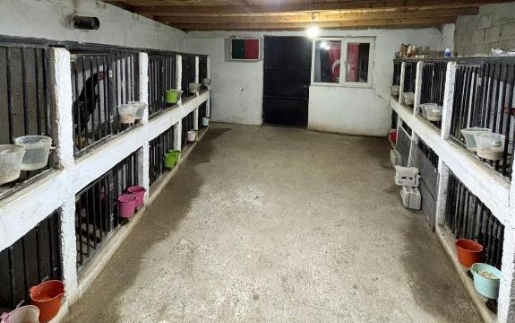 Yusufeli’nde horoz dövüştürenlere 500 bin lira ceza
