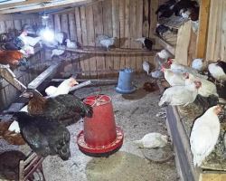 SATILIK KÖY VE ZİRAAT TAVUKLARI FERİK, HOROZ VE GURKLAR