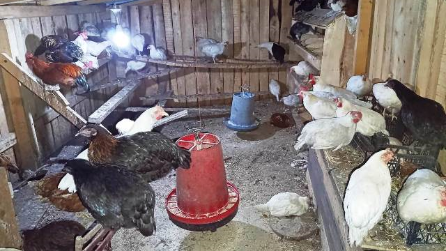 SATILIK KÖY VE ZİRAAT TAVUKLARI FERİK, HOROZ VE GURKLAR
