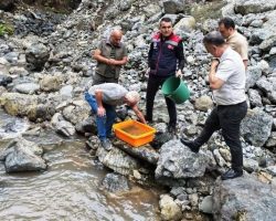Borçka’da derelere alabalık bırakıldı