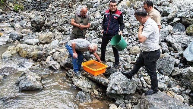 Borçka’da derelere alabalık bırakıldı