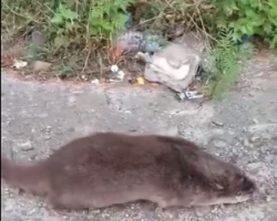 Dere Kıyısında Su Samuru