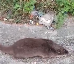 Dere Kıyısında Su Samuru