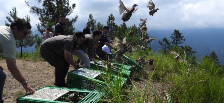 400 sülün, Arhavi’de doğaya salındı
