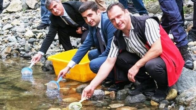 Alabalık Yavruları Borçka’daki Derelerde Buluşmaya Devam Ediyor
